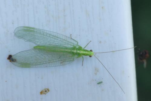 Chrysoperla sp.